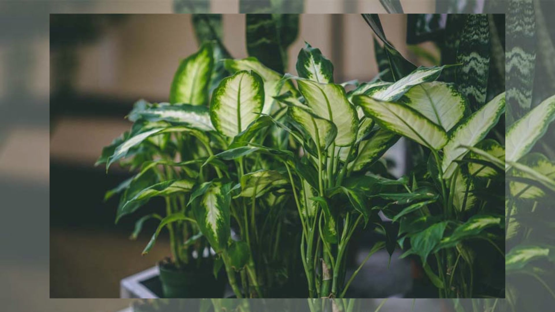 Công Dụng Của Cây Sao Sáng